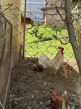 Hinter dem Gemeinschaftskühlhaus residiert ein stolzer Hahn mit seinen Hennen, April 2022. Foto MiaZ